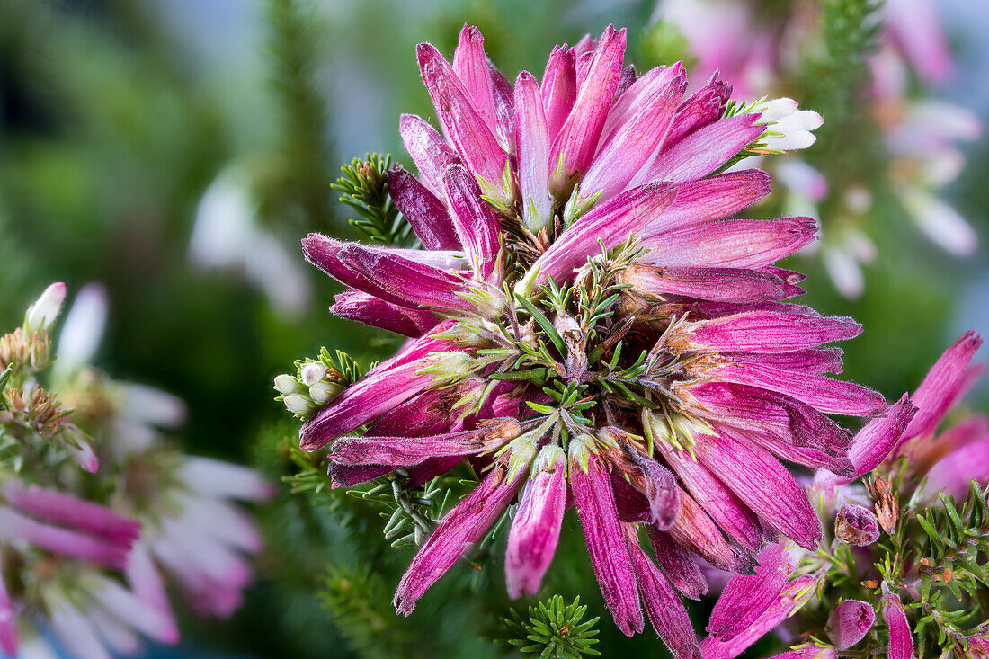 Heather flowers (Erica verticillata), Cape Peninsula, Cape Town area
