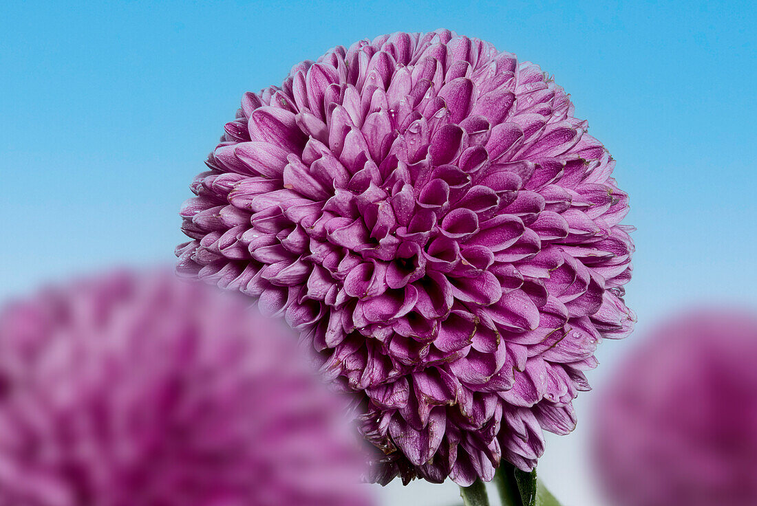 A dahlia with double ray florets (Dahlia), flower head