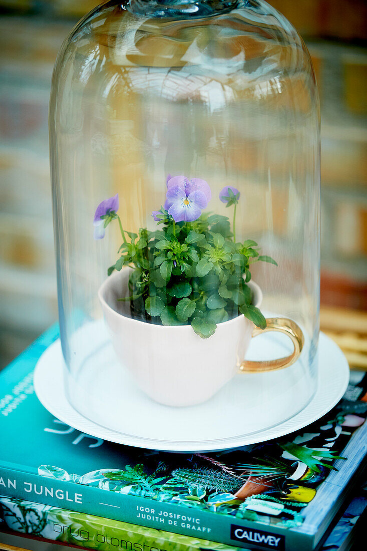 Tufted pansies in a cup under a glass cloche