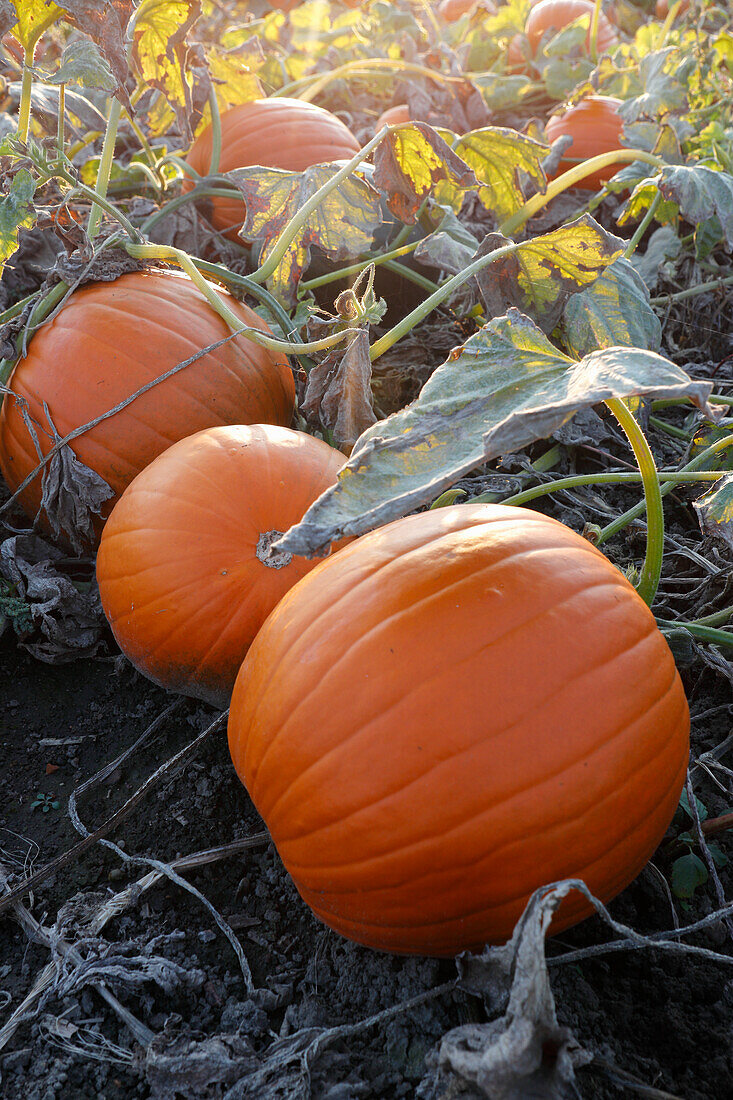 Reife Kürbisse auf dem Feld