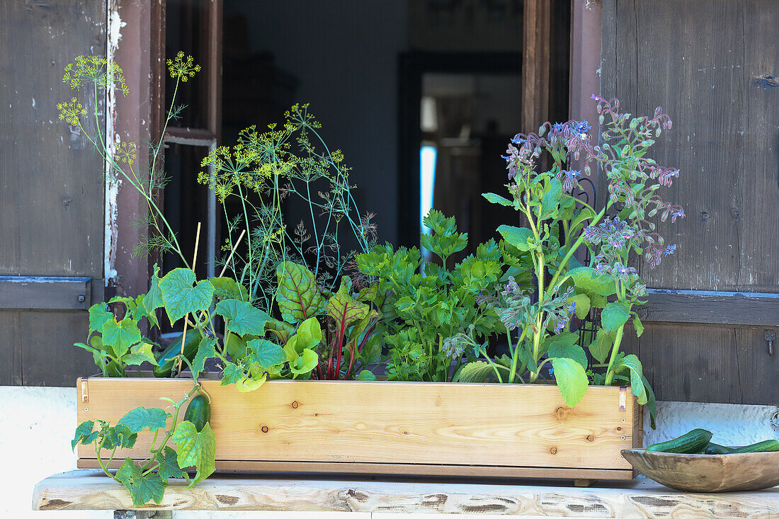 Vegetable plants and herbs in a wooden crate