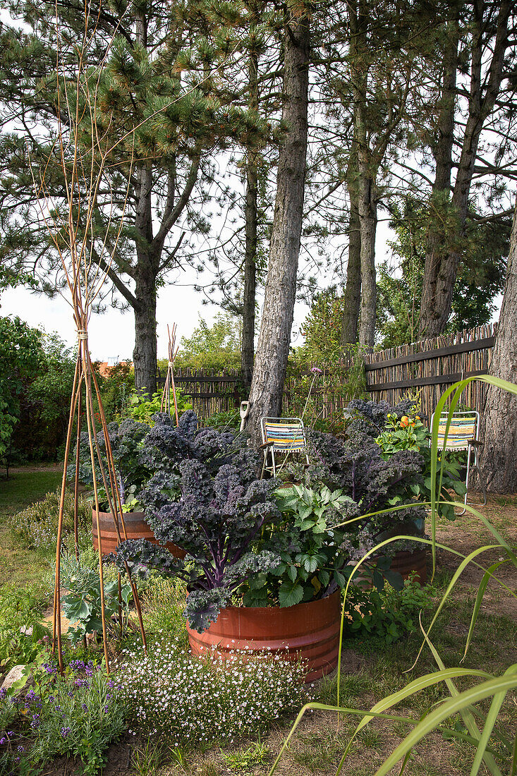 Kale growing in barrels under black pines