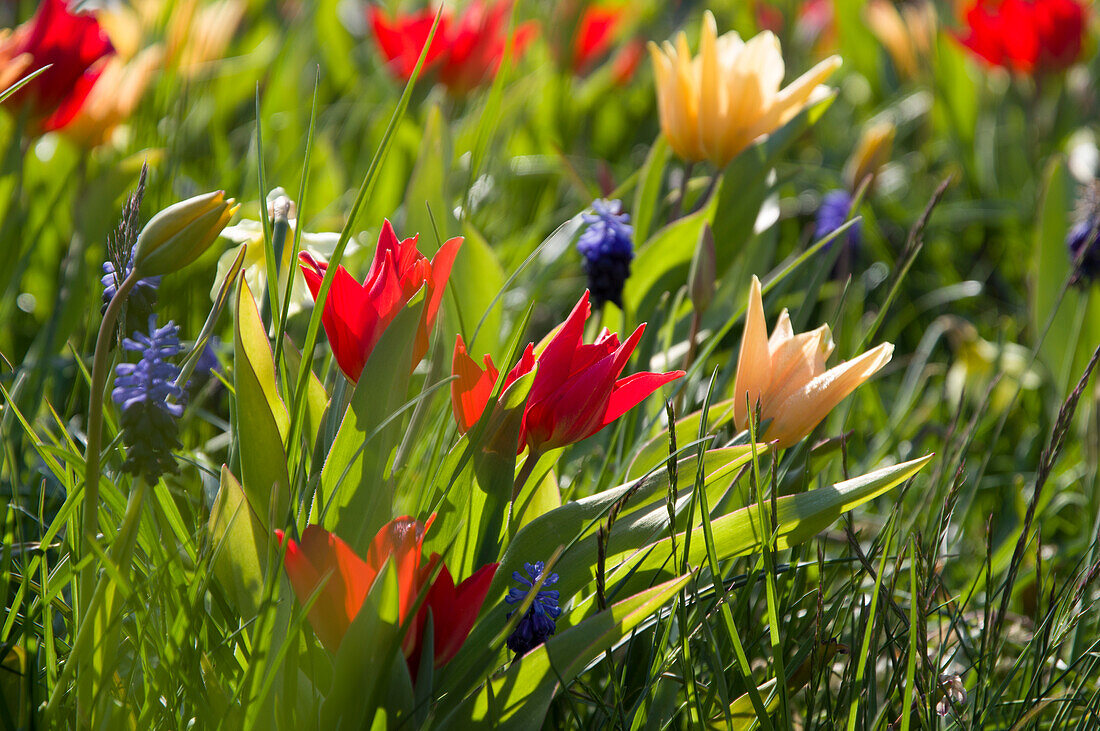 Colourful tulips in spring light