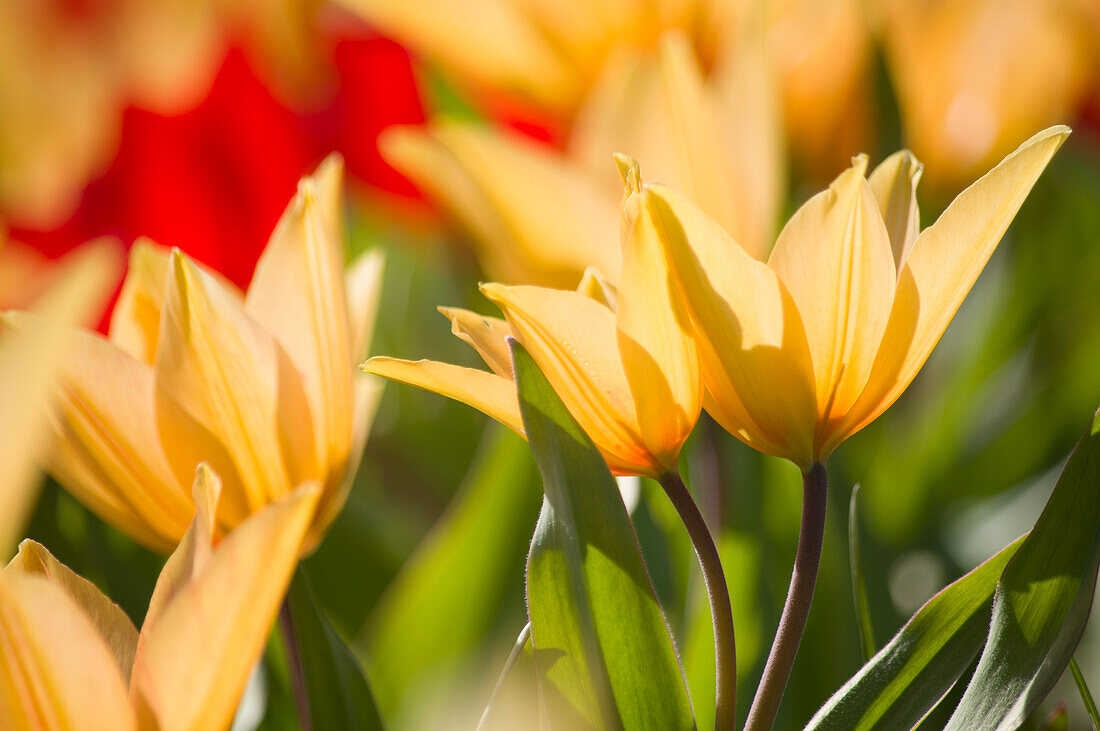 Colourful tulips in spring light