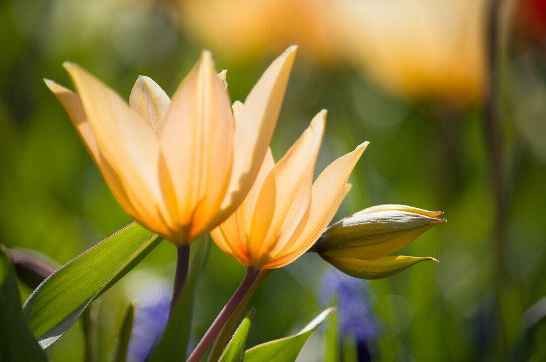 Colourful tulips in spring light