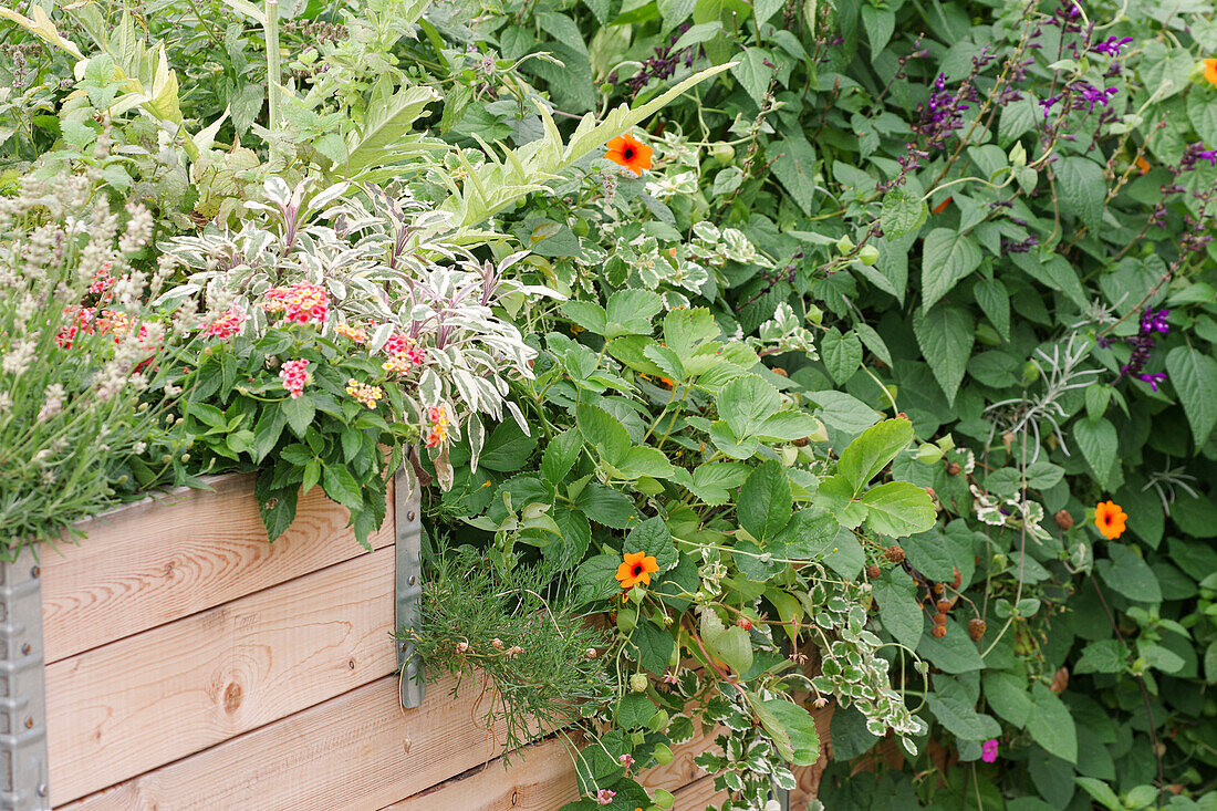 A colourfully planted raised bed