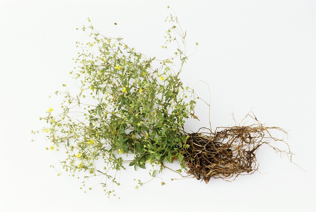 Tormentil, flowering plant with roots, on white background