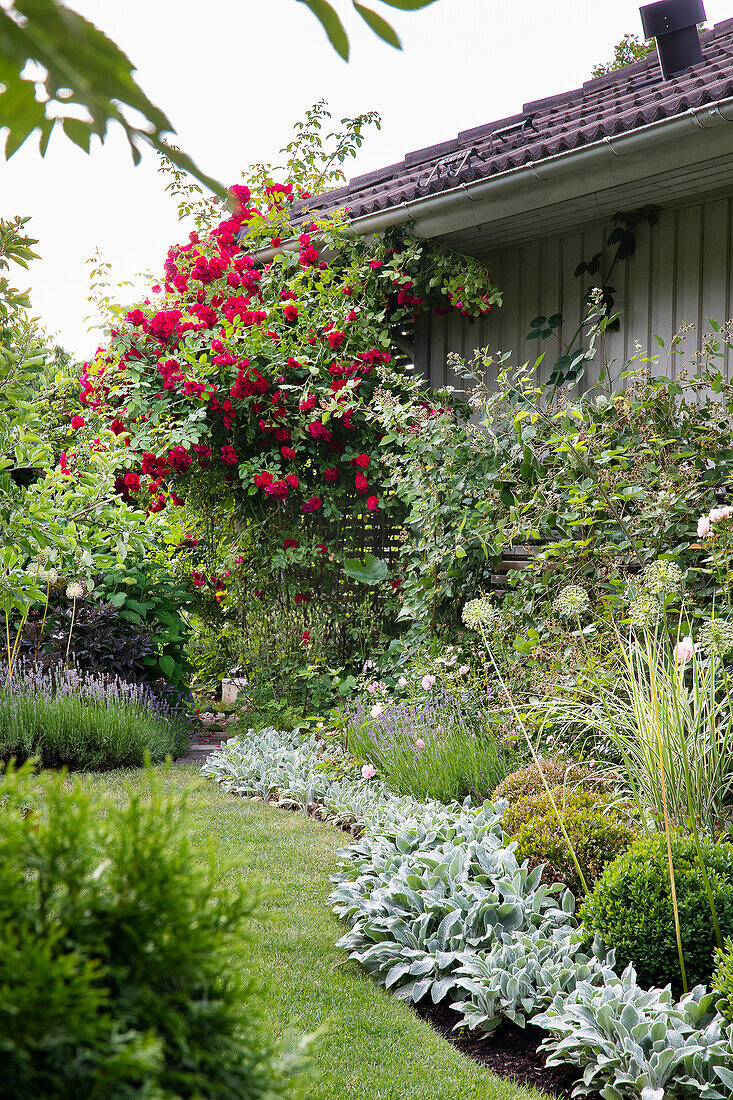 Wollziest am Rasen entlang, im Hintergrund rote Rosen an Hauswand