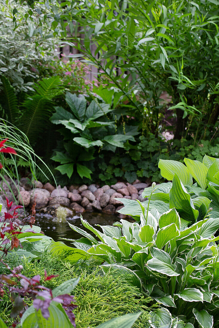 Teich mit dichter Bepflanzung im Garten