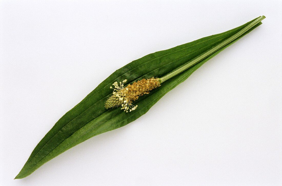 Ribwort plantain, leaf and flower