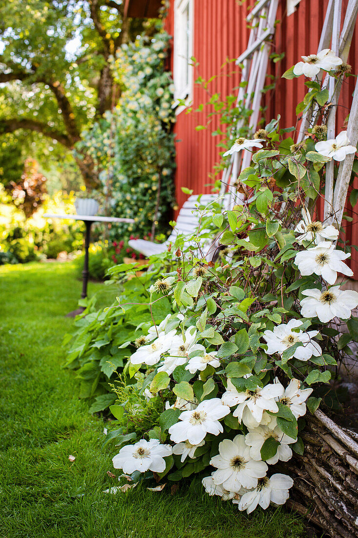 Clematis 'Guernsey Cream' blooming in the garden