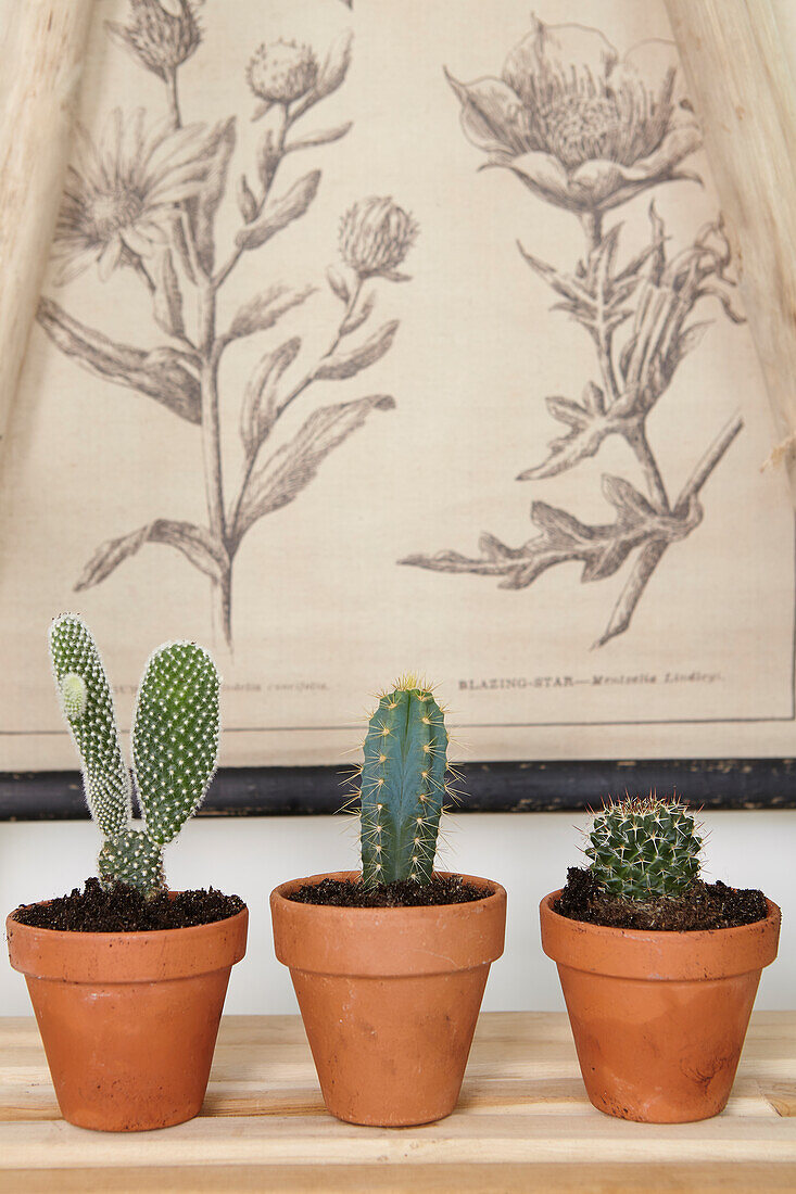 Cactus trio