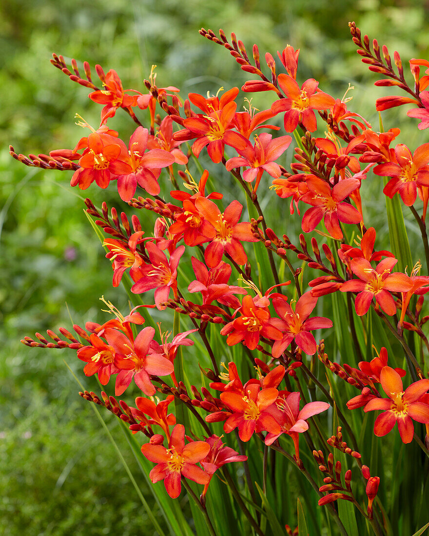 Montbretie (Crocosmia)