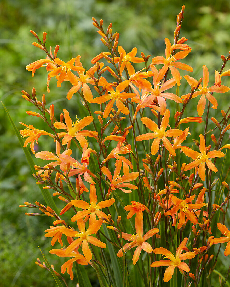 Montbretien (Crocosmia) 'Sunlover'