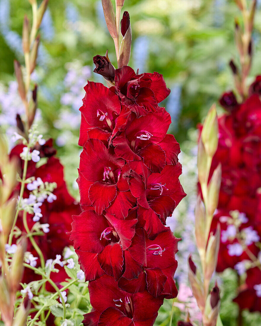 Gladiole (Gladiolus) 'Bach', 'Sisto'