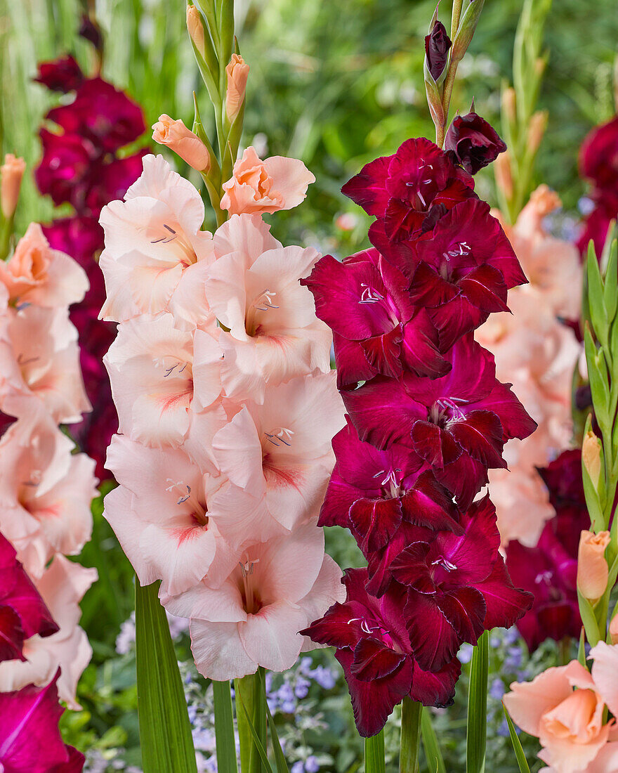 Gladiolus Bazin, Alonso