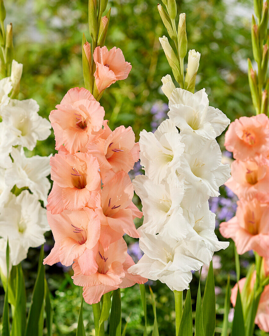 Gladiolus combination