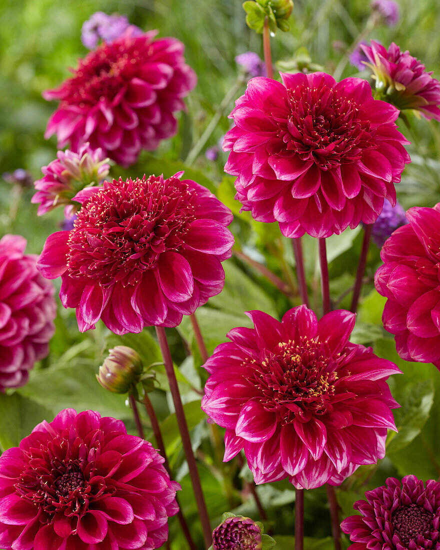 Dahlia Purple Bouquet