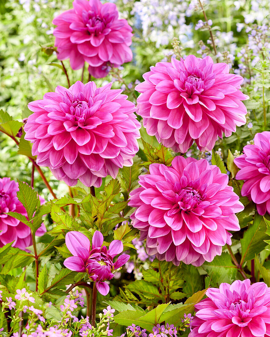 Dahlie (Dahlia) 'CM 35-19'