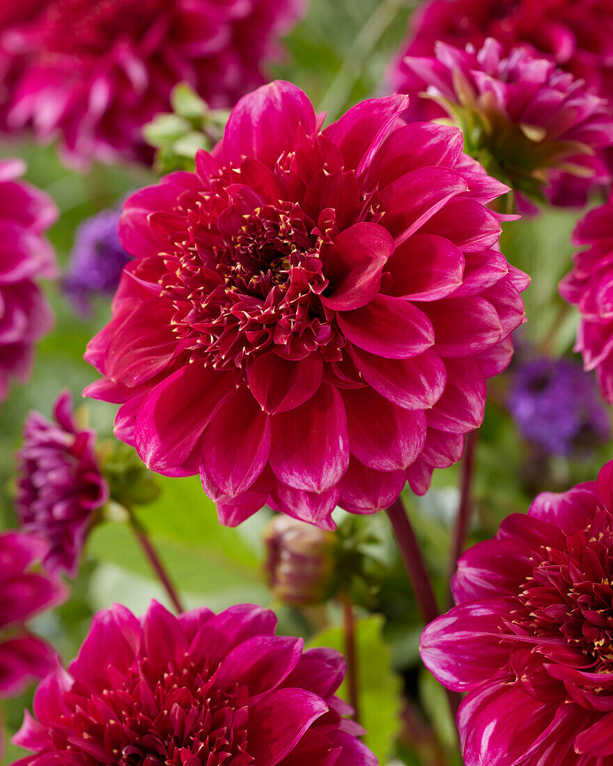 Dahlie (Dahlia) 'Purple Bouquet'