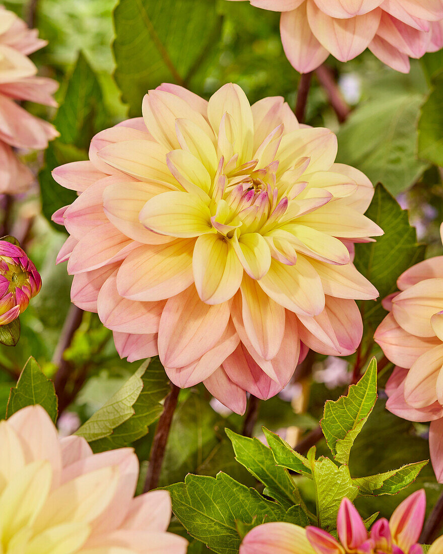 Dahlia CM 11-19