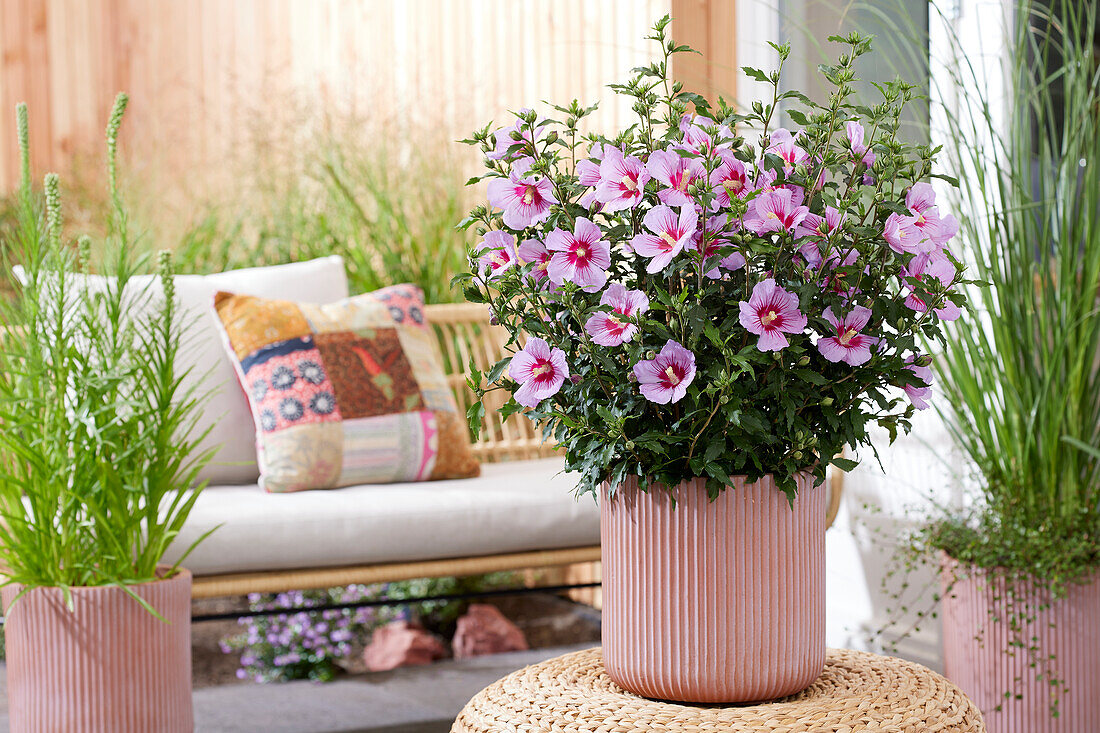 Straucheibisch (Hibiscus syriacus) 'Samilhong'