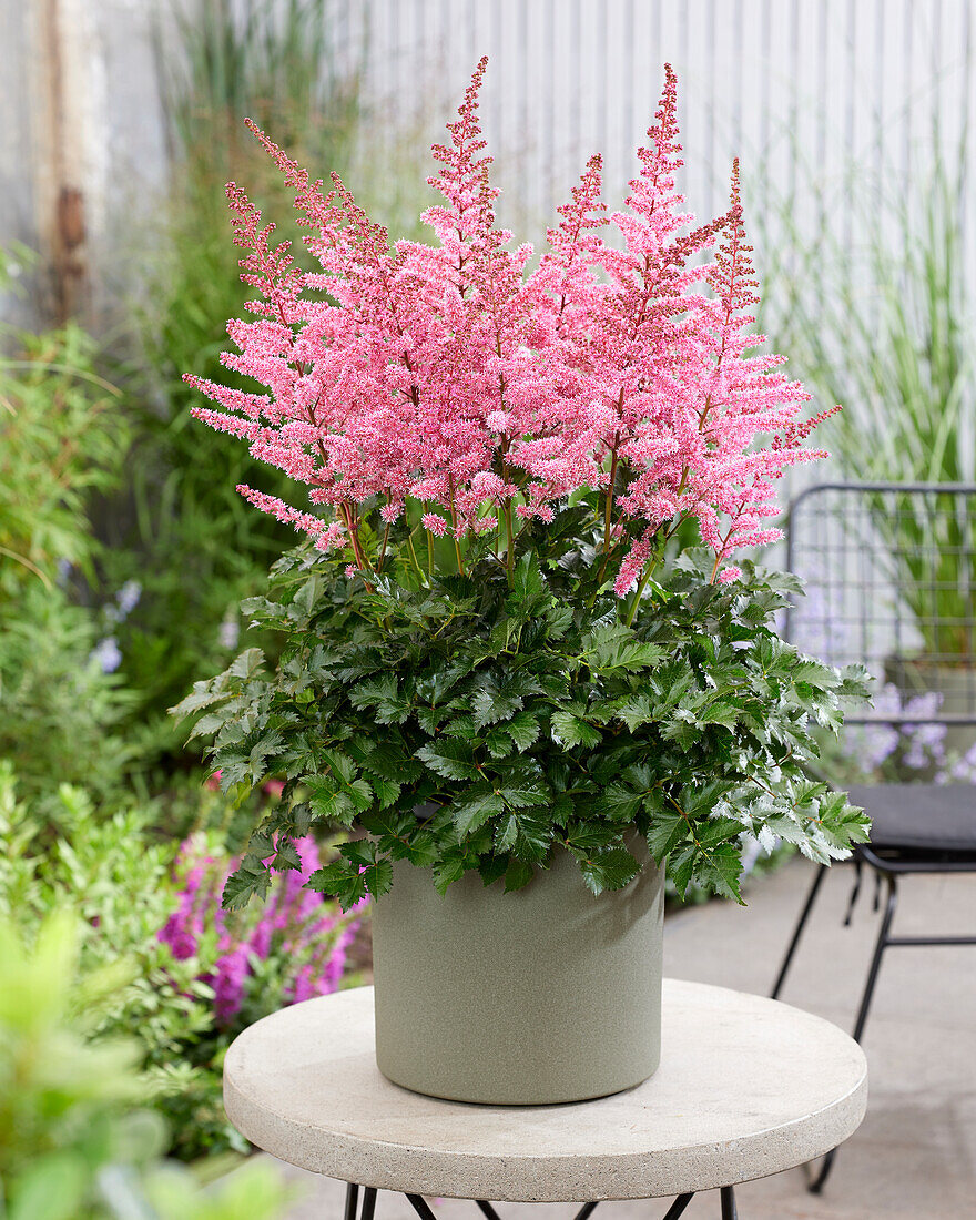 Astilbe Razzle Dazzle