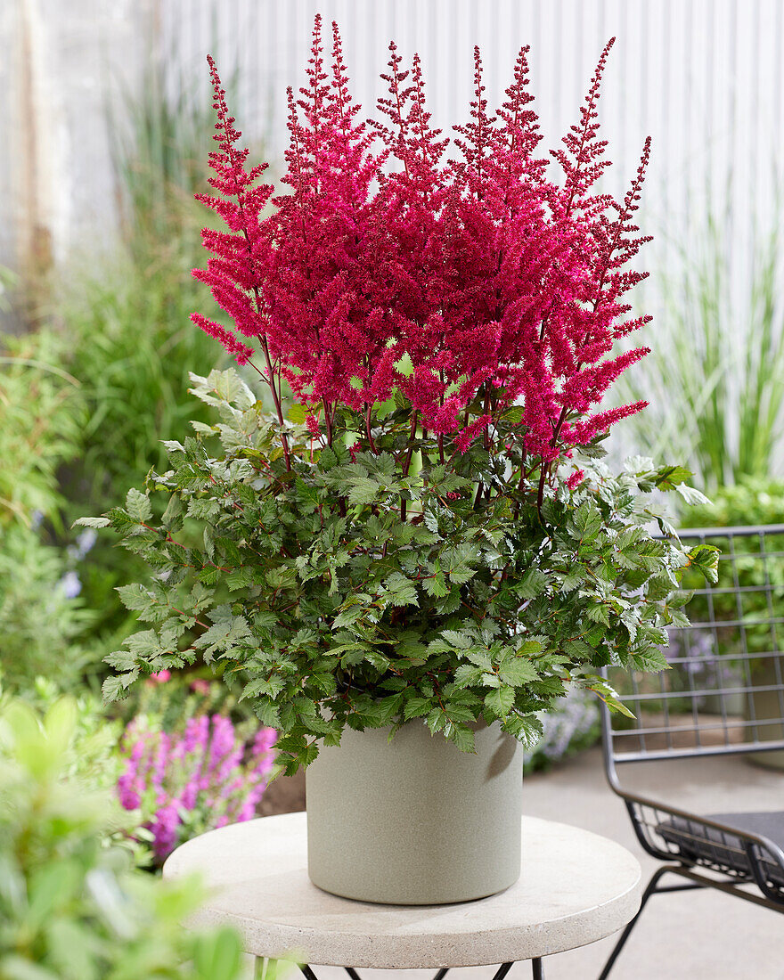 Astilbe Vision Vulcano