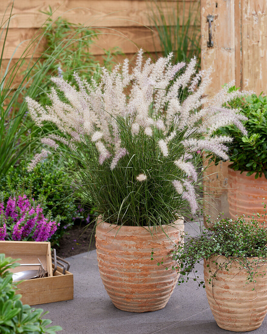 Pennisetum orientale JS® Dance With Me