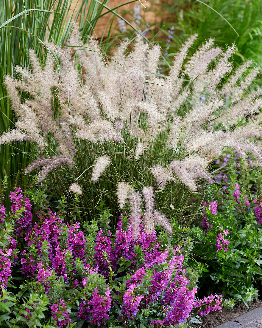 Feines Federborstengras (Pennisetum orientale) 'JS ® Dance With Me'