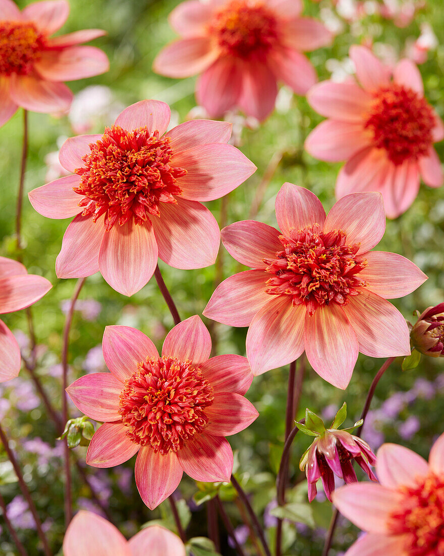 Dahlia Totally Tangerine