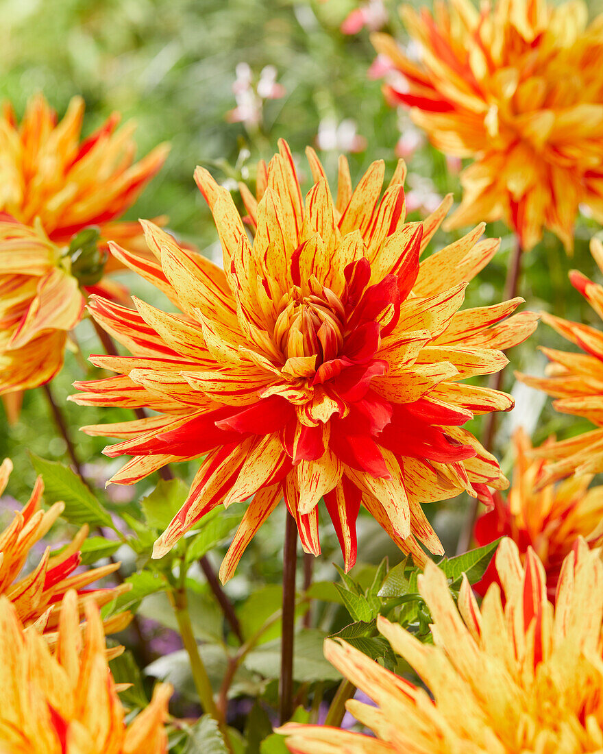 Dahlia Striped Vulcan