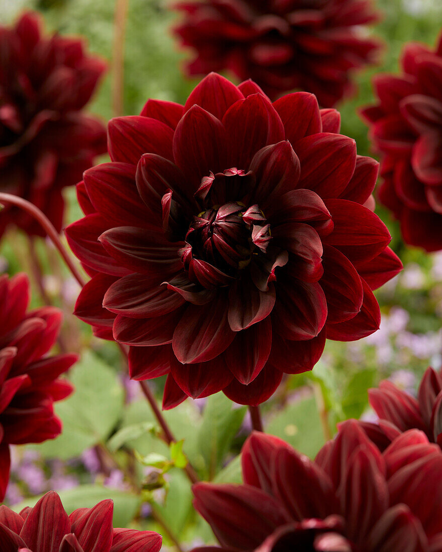 Dahlia Sam Hopkins