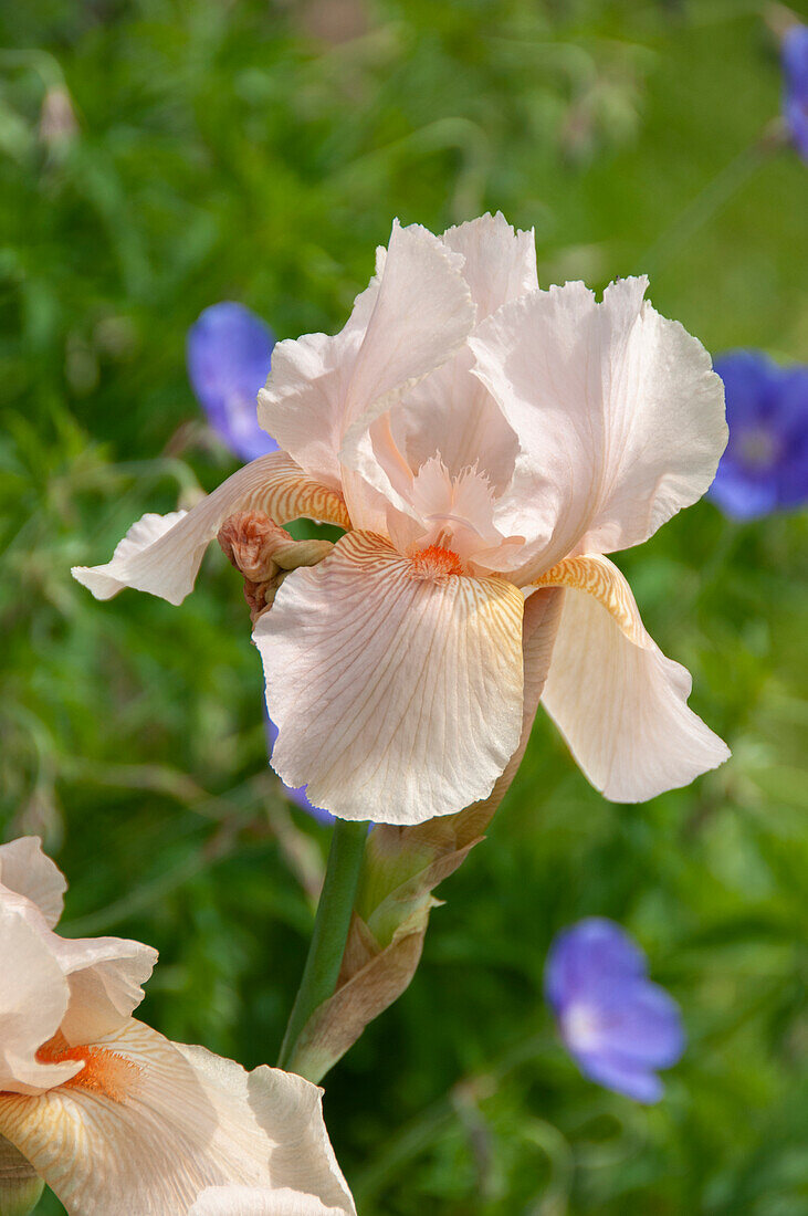 Iris germanica