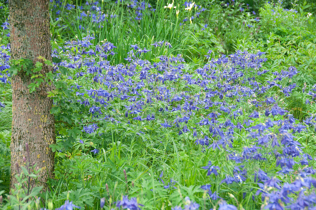 Aquilegia