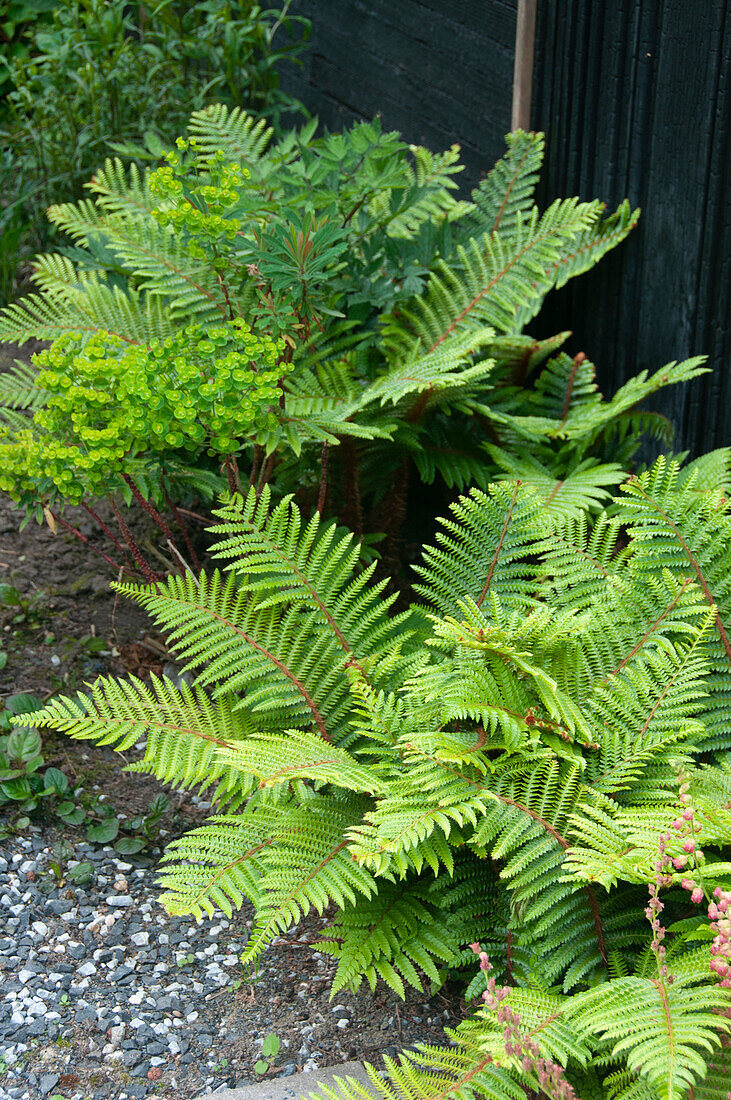 Polystichum polyblepharum