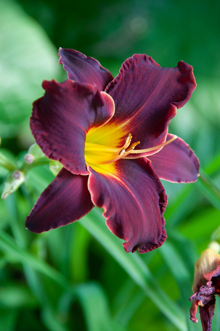 Hemerocallis Shamrock Dreams