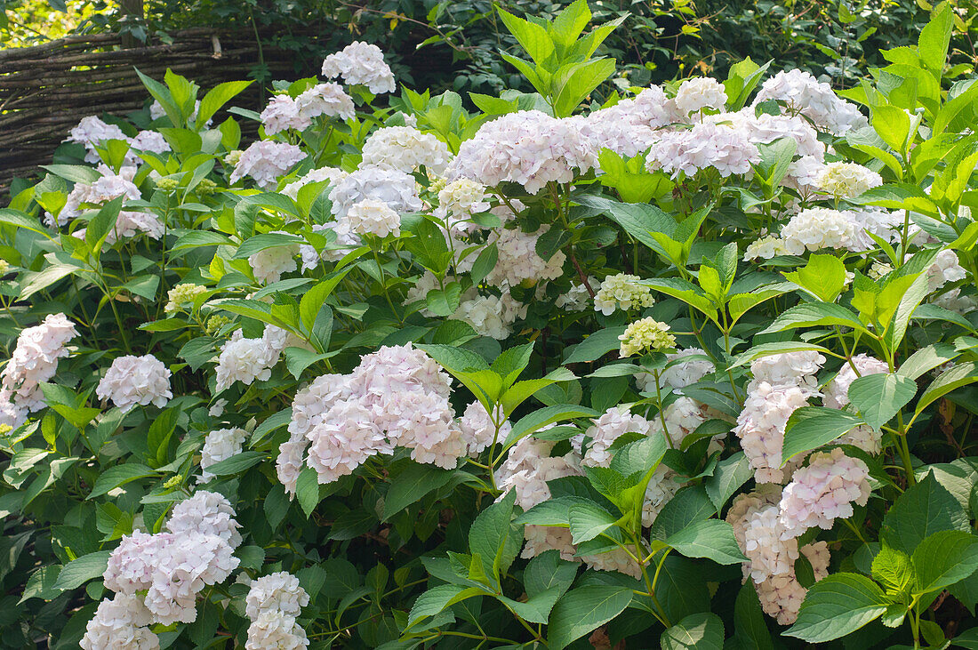 Hydrangea