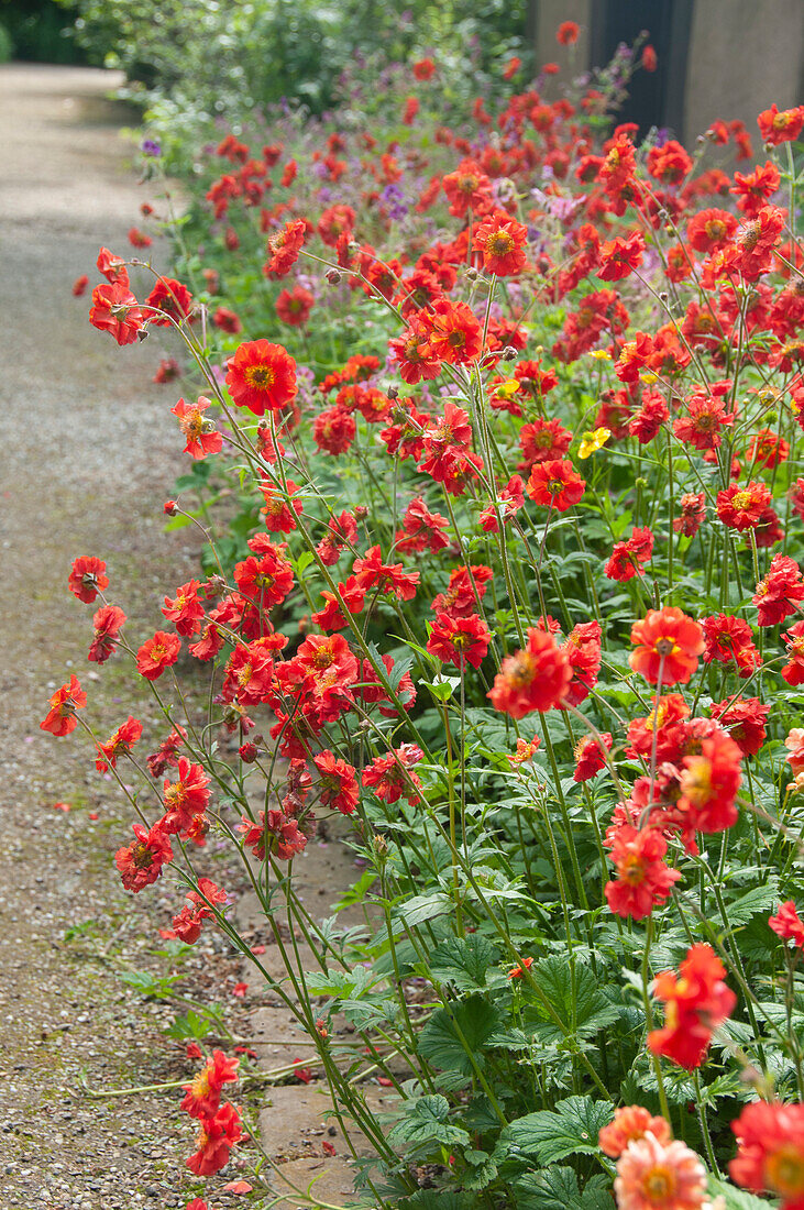 Nelkenwurz (Geum), rot