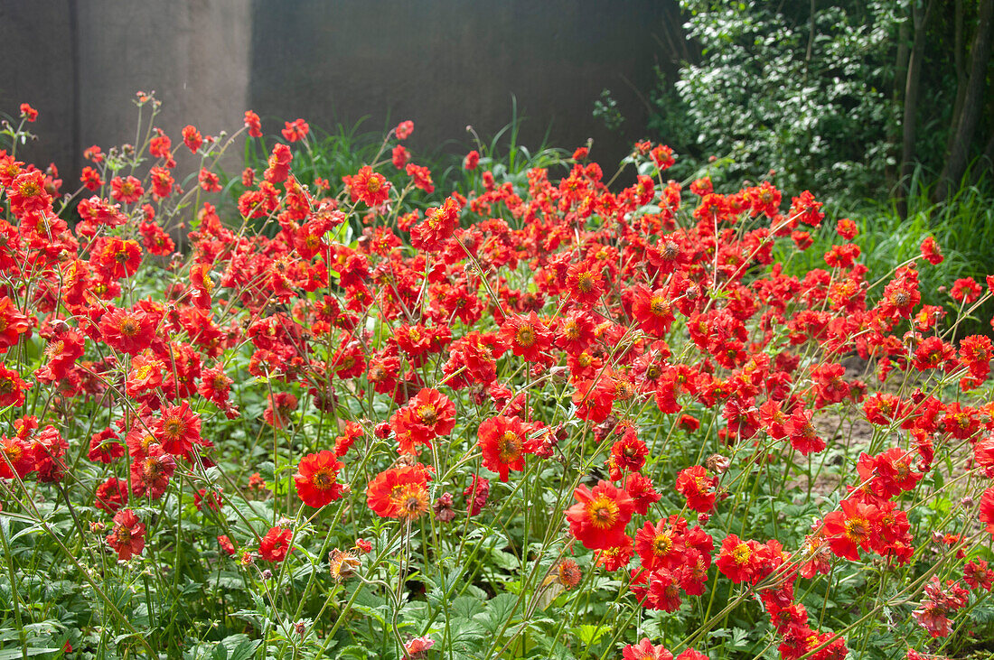 Geum red