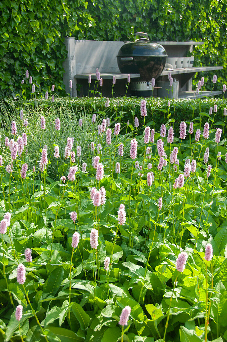 Schlangen-Knöterich (Persicaria bistorta) 'Superba'