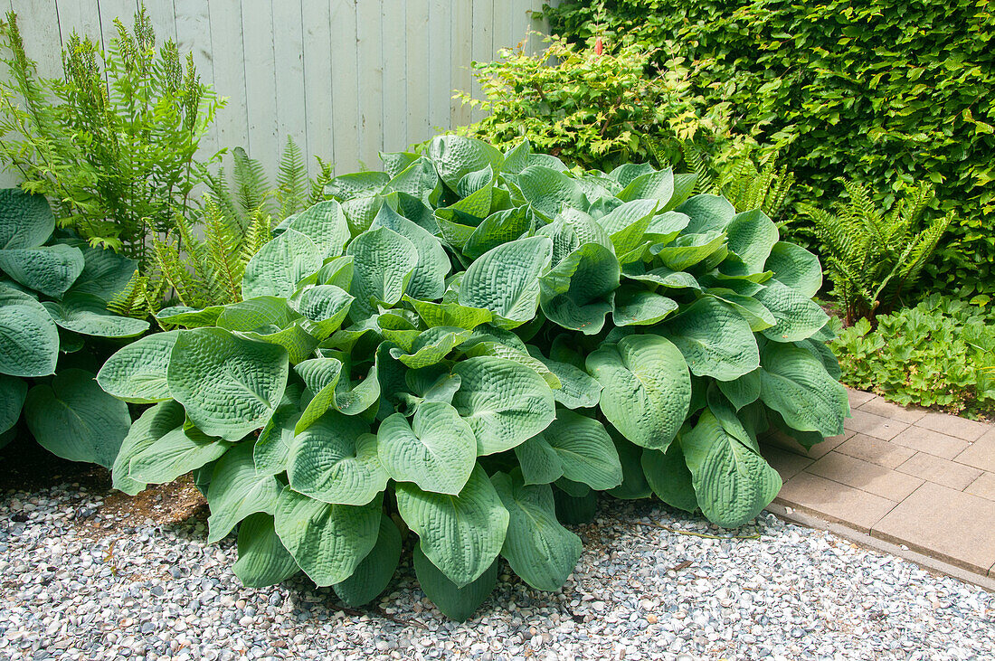 Hosta sieboldiana Elegans