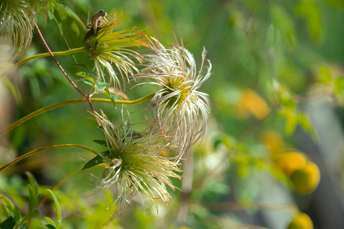 Clematis tangutica Orange Peel