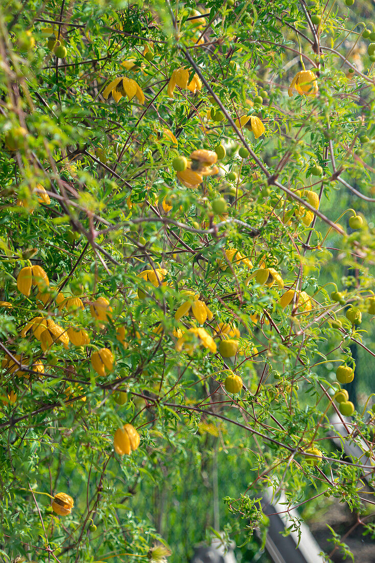 Clematis tangutica Orange Peel