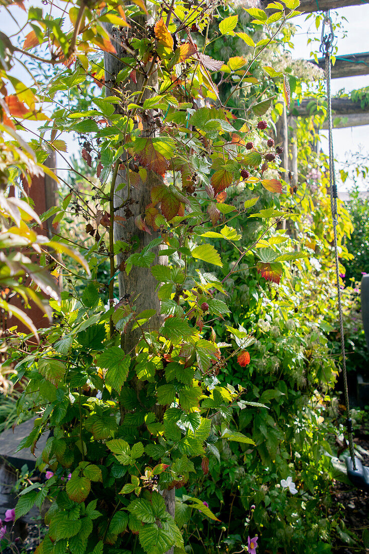 Rubus fruticosus Chester Thornless