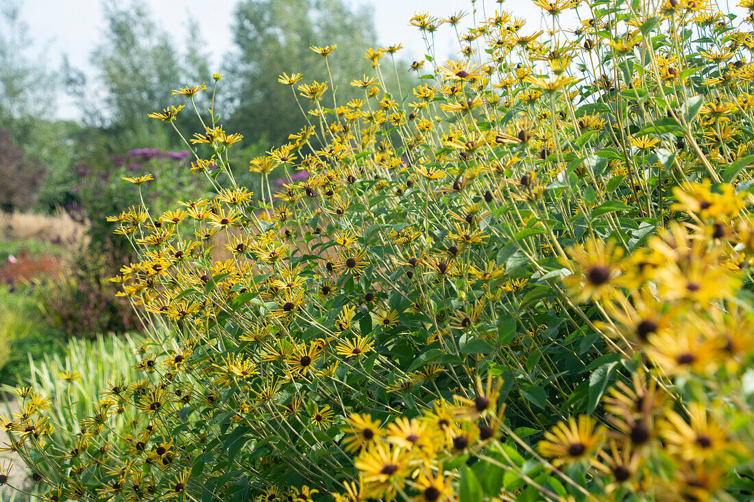 Rudbeckia subtomentosa Henry Eilers