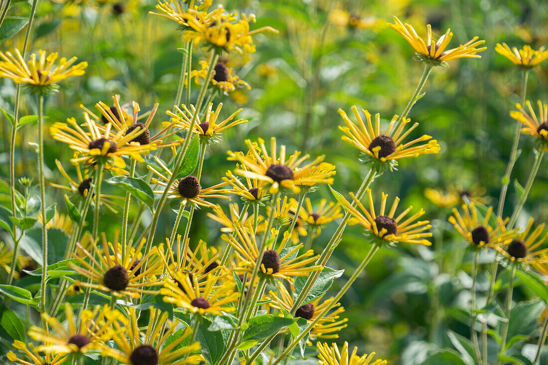 Rudbeckia subtomentosa Henry Eilers