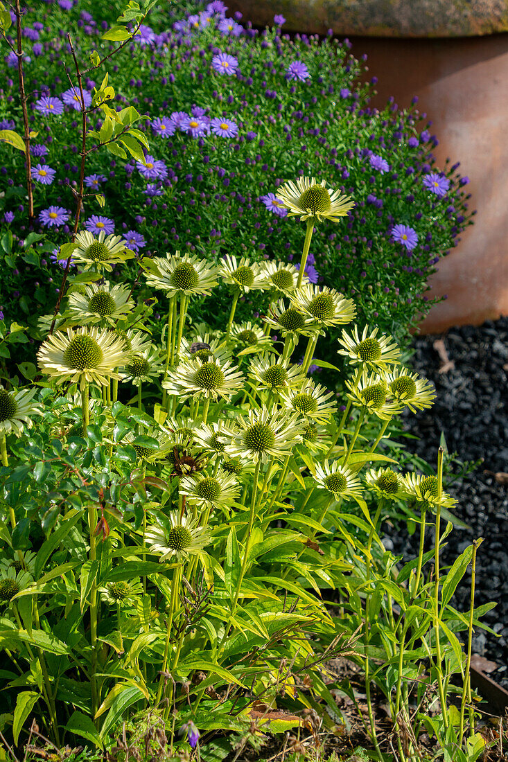 Echinacea purpurea Green Jewel