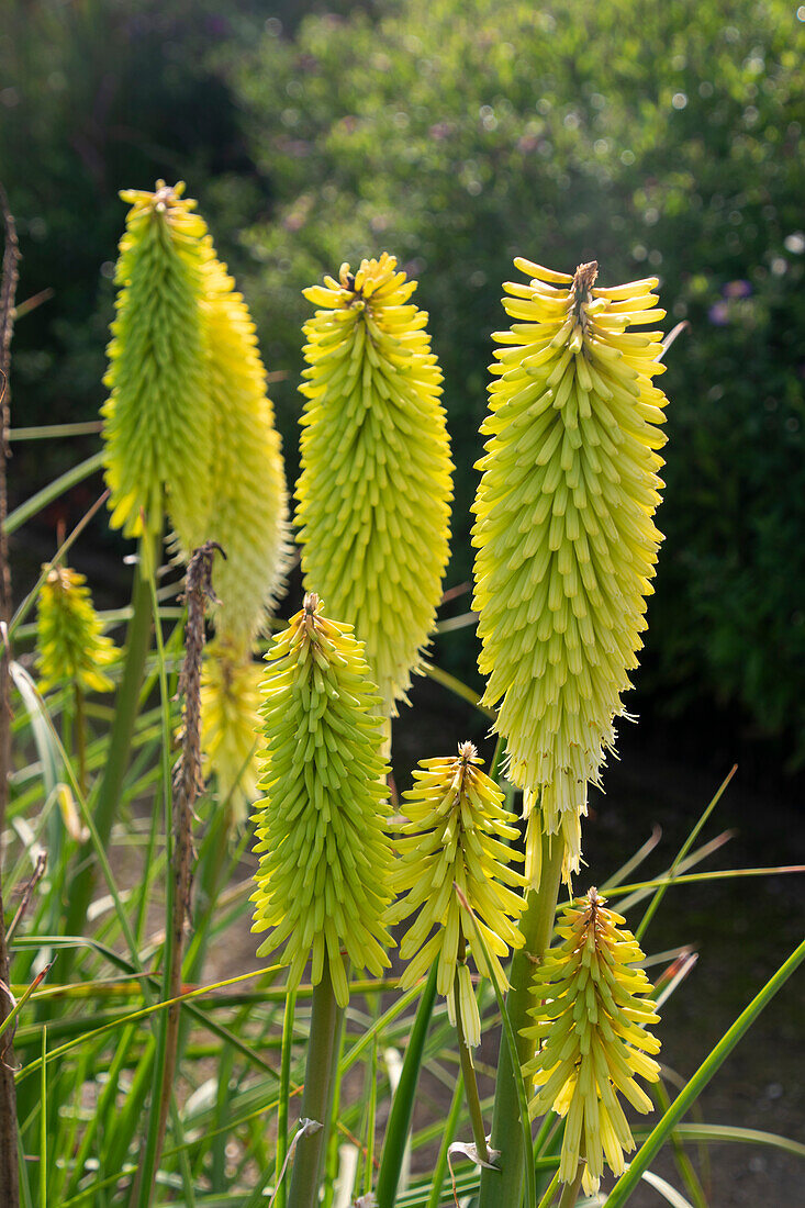 Fackellilien (Kniphofia) 'Percy's Pride'