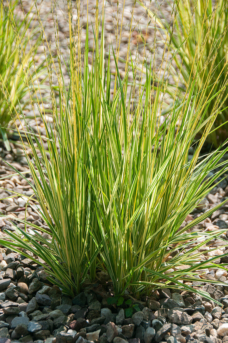 Blaues Pfeifengras (Molinia caerulea) 'Variegata'